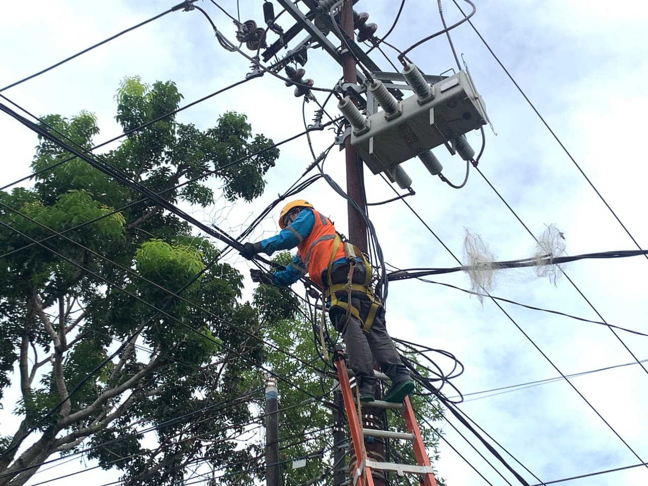 Strategi Preventif PLN Amankan Jaringan Listrik dari Potensi Gangguan Satwa di Bengkulu